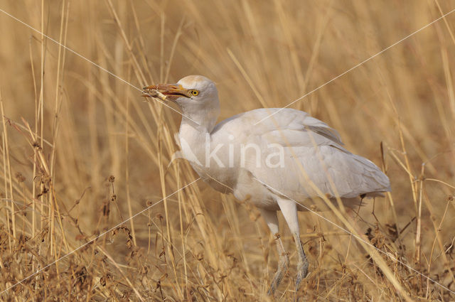 Koereiger (Bubulcus ibis)