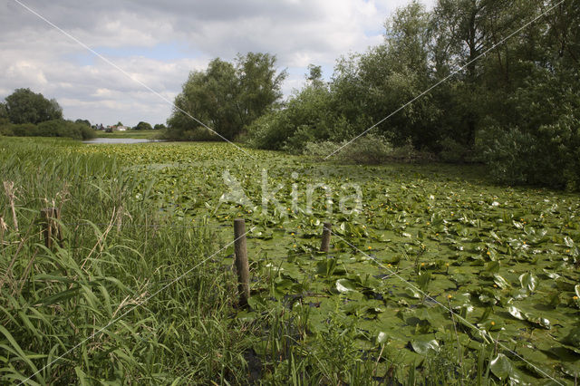 Koornwaard