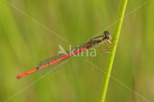 Koraaljuffer (Ceriagrion tenellum)