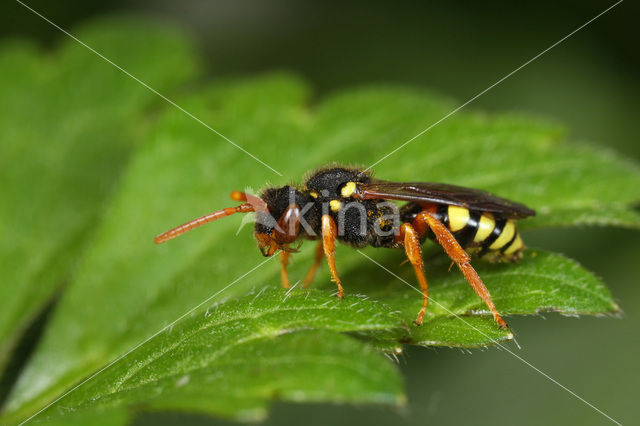 Kortsprietwespbij (Nomada fucata)