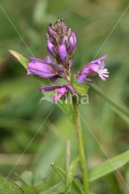 Kuifvleugeltjesbloem (Polygala comosa)