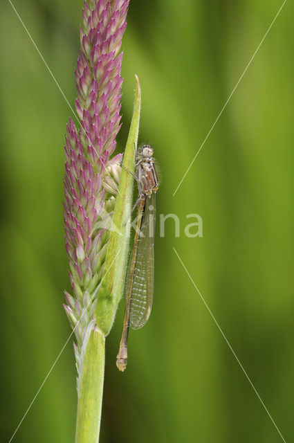 Lantaarntje (Ischnura elegans)