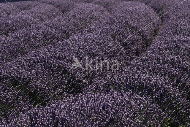 Lavendel (Lavandula spec.)