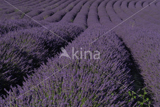 Lavendel (Lavandula spec.)