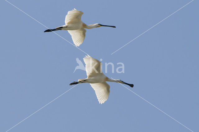 Lepelaar (Platalea leucorodia)