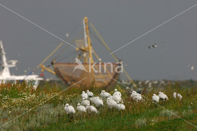 Eurasian Spoonbill (Platalea leucorodia)