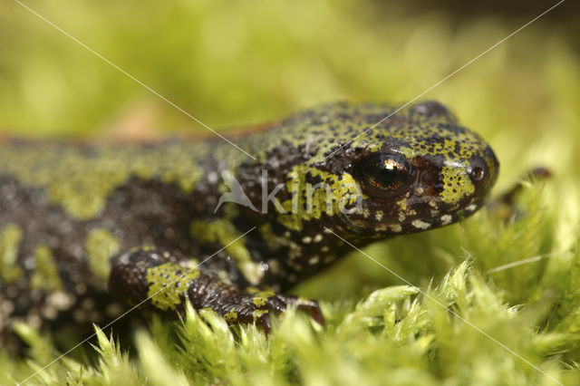 Marmersalamander (Triturus marmoratus)