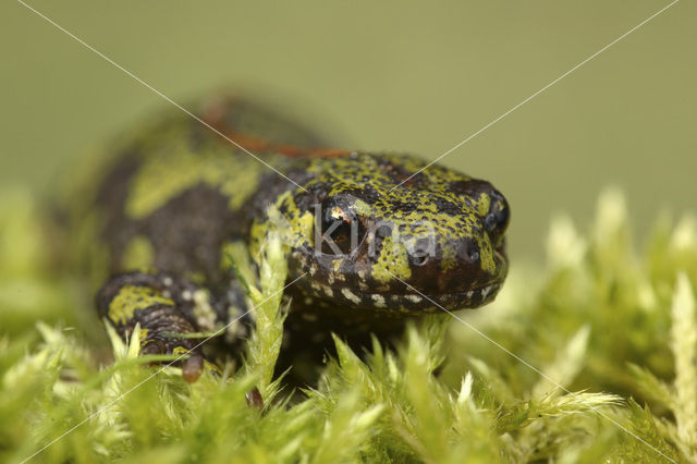 Marmersalamander (Triturus marmoratus)