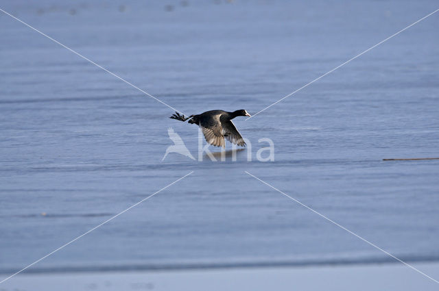 Meerkoet (Fulica atra)