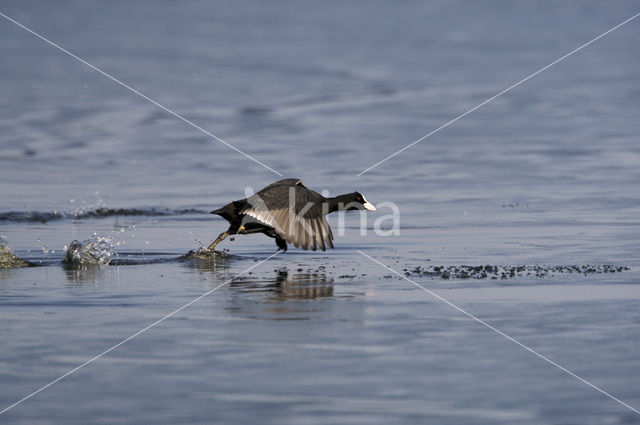 Meerkoet (Fulica atra)