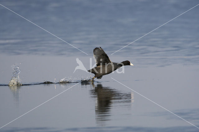 Meerkoet (Fulica atra)