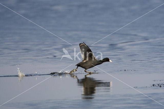 Meerkoet (Fulica atra)