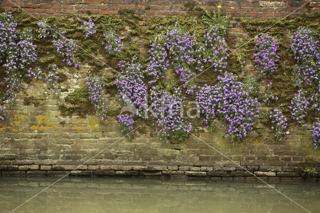 Muurleeuwenbek (Cymbalaria muralis)