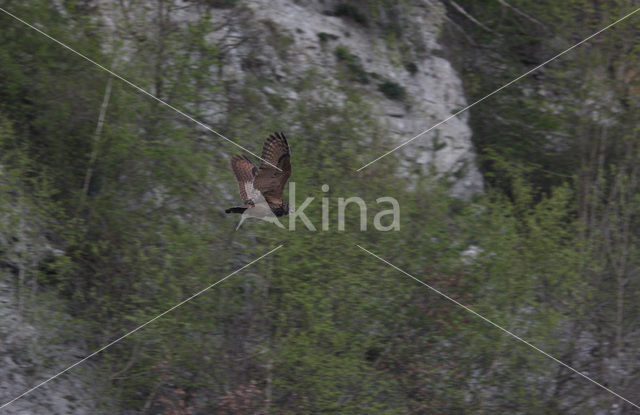 Oehoe (Bubo bubo)