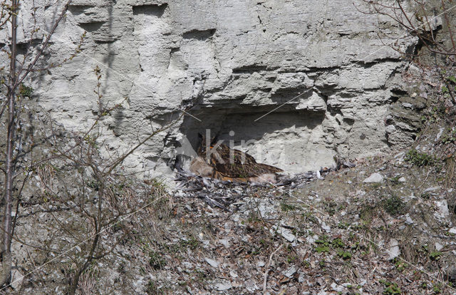 Oehoe (Bubo bubo)