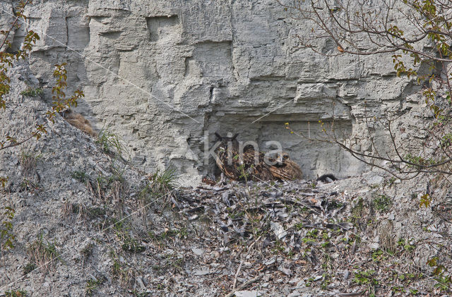 Oehoe (Bubo bubo)