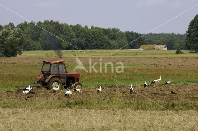 Ooievaar (Ciconia ciconia)