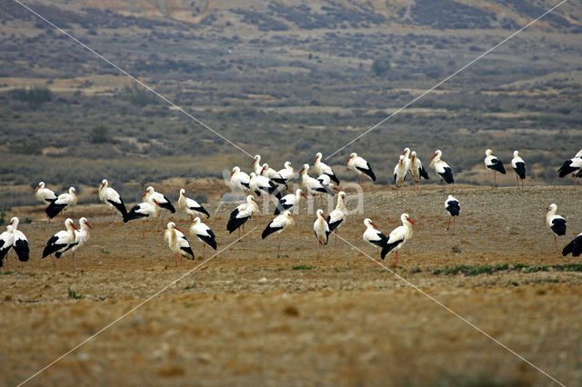 Ooievaar (Ciconia ciconia)