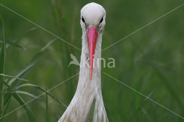 Ooievaar (Ciconia ciconia)