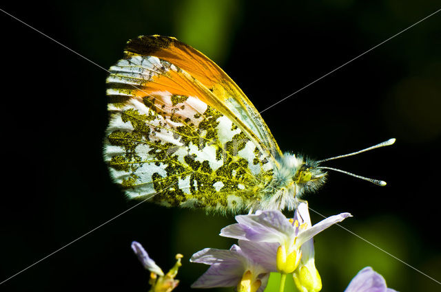 Oranjetipje (Anthocharis cardamines)