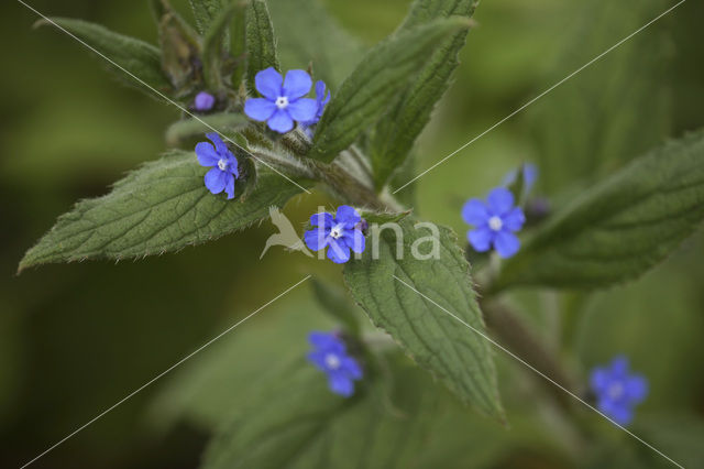 Overblijvende ossentong (Pentaglottis sempervirens)