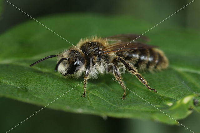 Paardenbloembij (Andrena humilis)