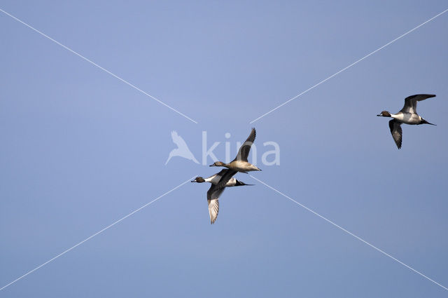 Northern Pintail (Anas acuta)