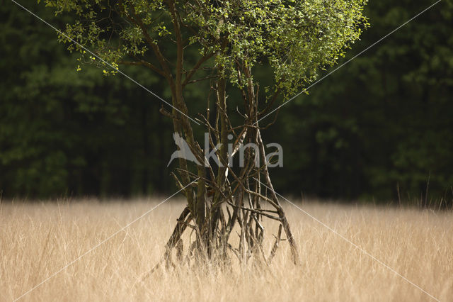 Pijpestrootje (Molinia caerulea)