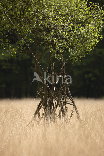 Pijpestrootje (Molinia caerulea)