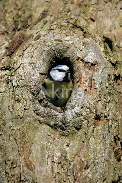 Pimpelmees (Parus caeruleus)