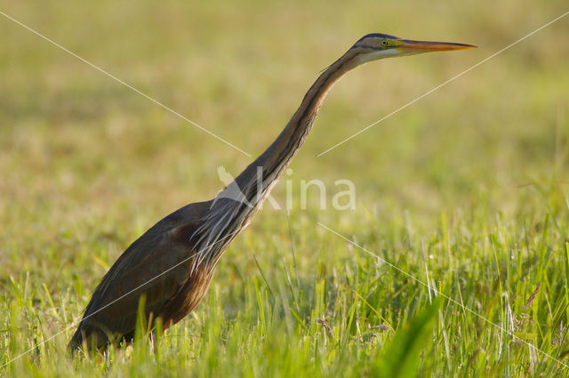 Purperreiger (Ardea purpurea)