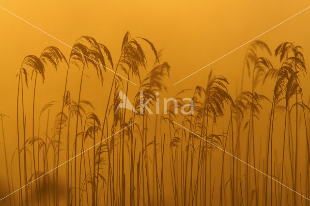 Riet (Phragmites australis)