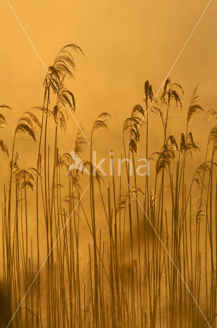 Riet (Phragmites australis)