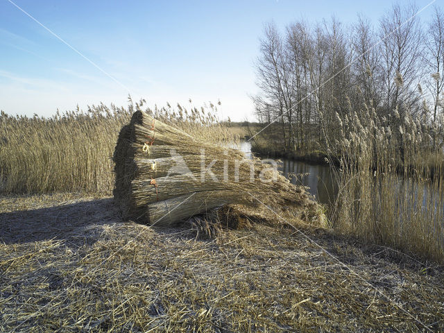 Riet (Phragmites australis)