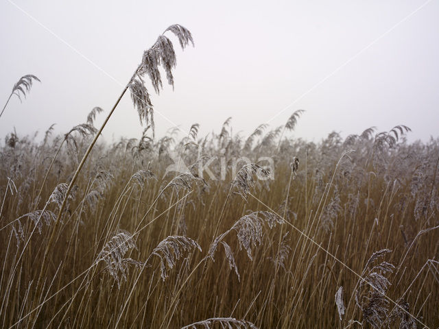 Riet (Phragmites australis)