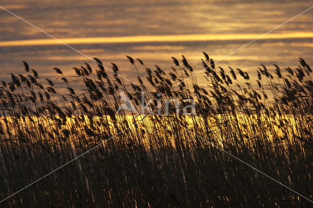 Riet (Phragmites australis)