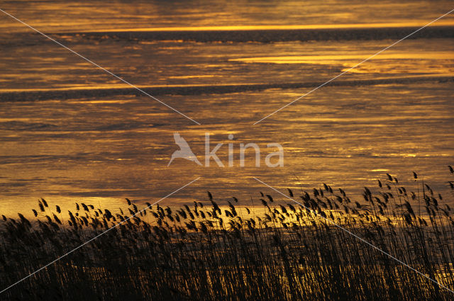 Riet (Phragmites australis)