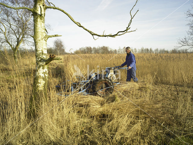 Riet (Phragmites australis)