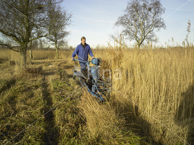 Riet (Phragmites australis)