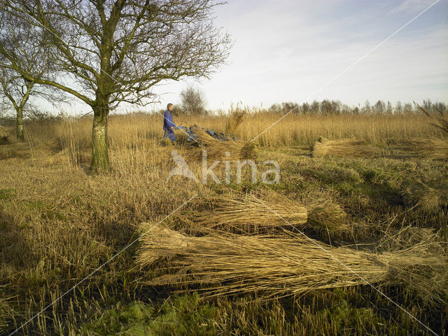 Riet (Phragmites australis)