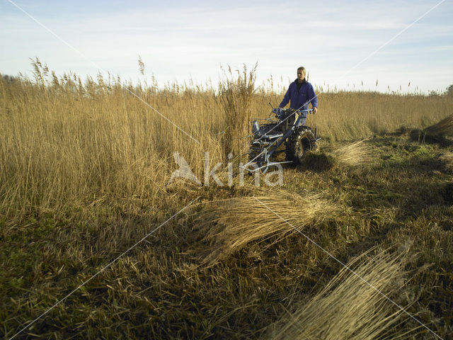 Riet (Phragmites australis)