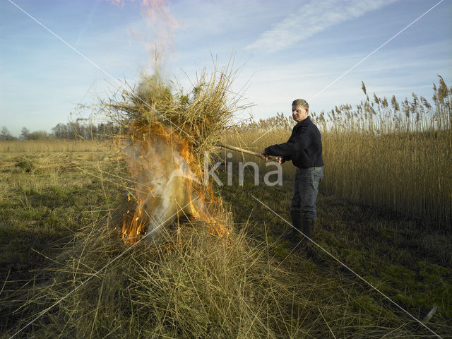 Riet (Phragmites australis)