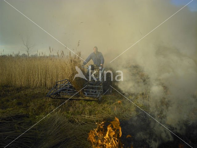 Riet (Phragmites australis)