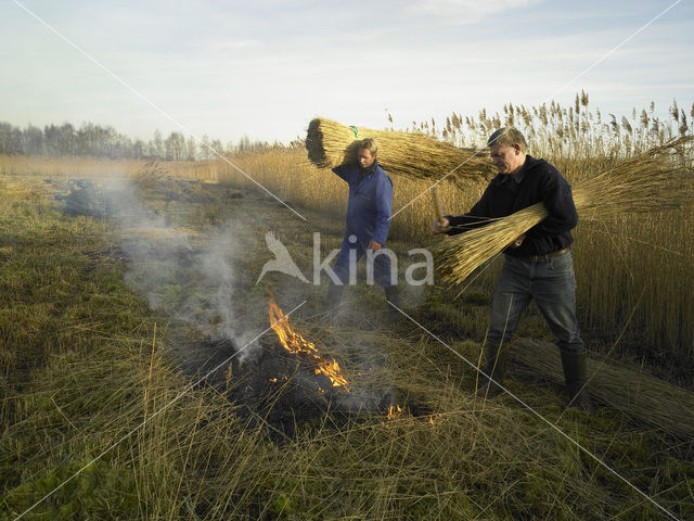 Riet (Phragmites australis)