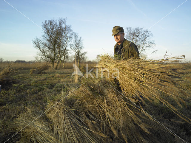 Riet (Phragmites australis)