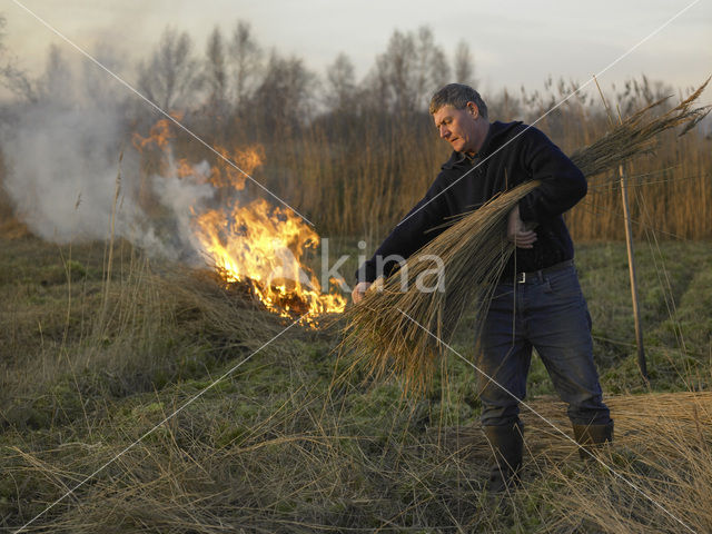 Riet (Phragmites australis)