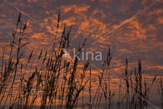 Riet (Phragmites australis)