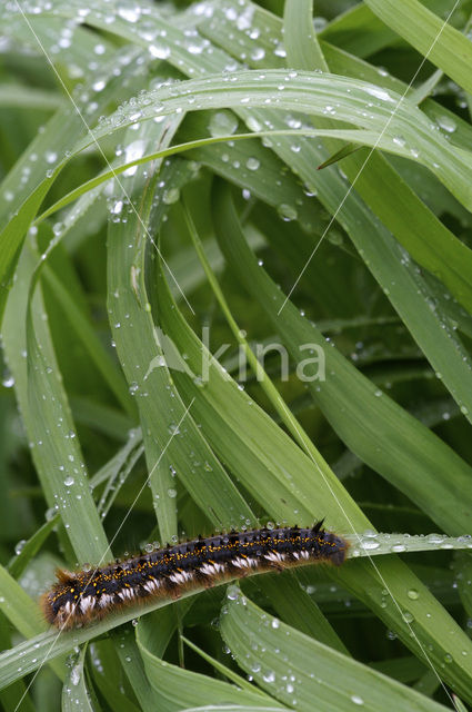 Rietvink (Euthrix potatoria)