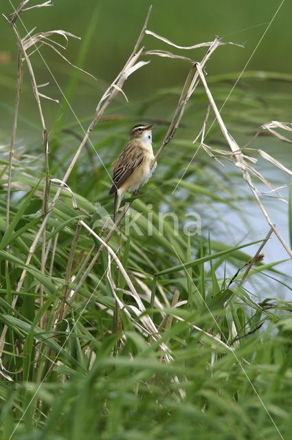 Rietzanger (Acrocephalus schoenobaenus)