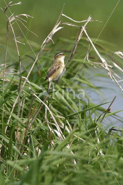 Rietzanger (Acrocephalus schoenobaenus)